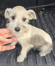 Miniature schnauzer for sale