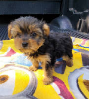 yorkipoo puppies