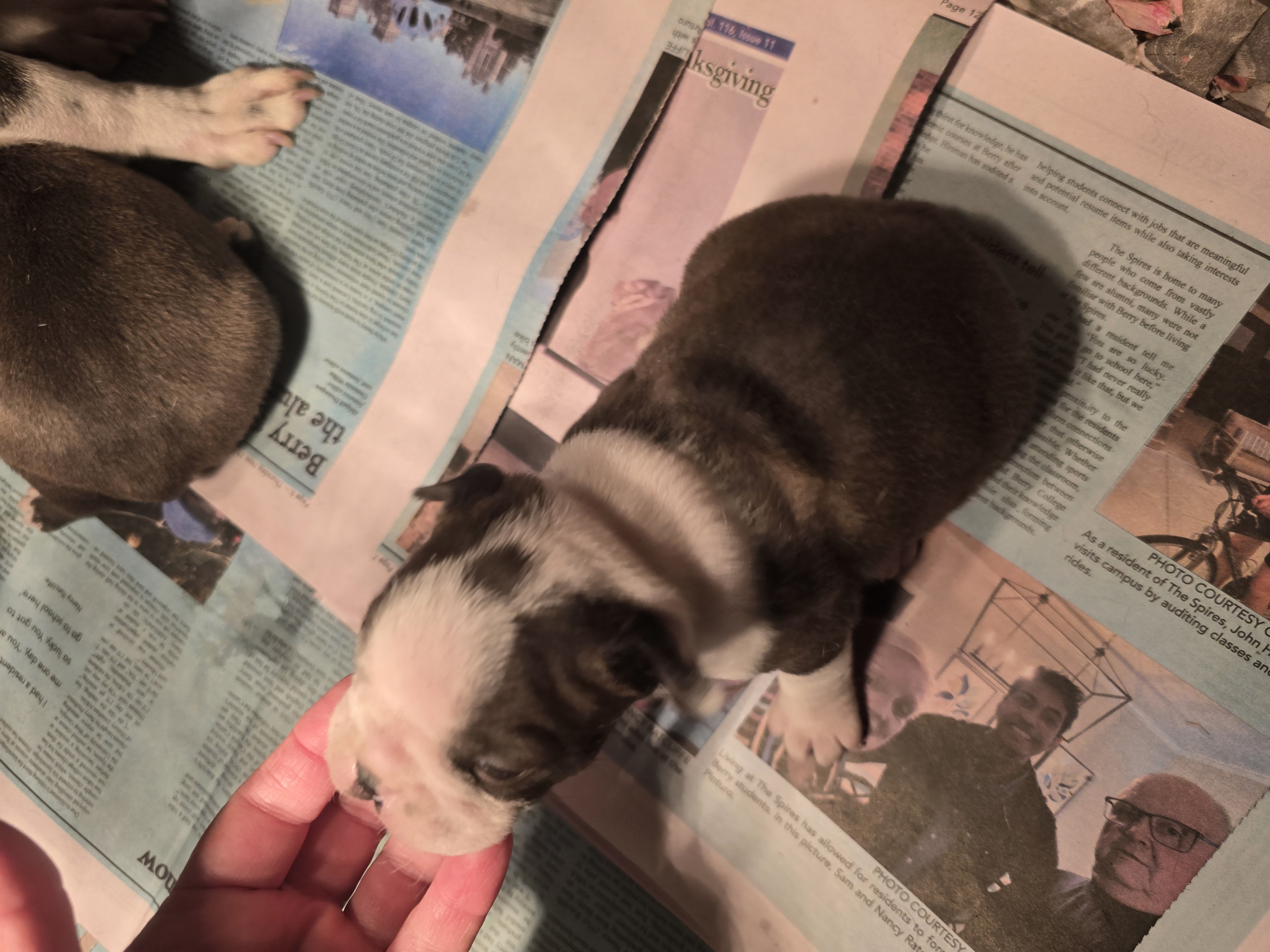 Boston Terrier for sale